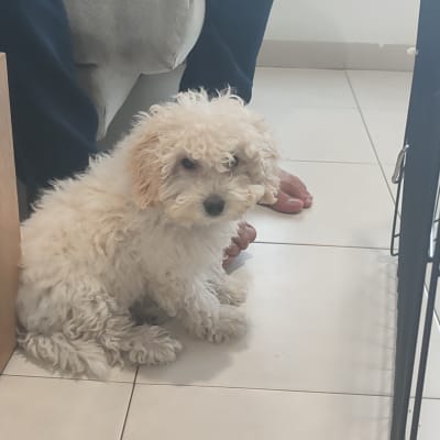 כלב יושב ליד כלוב אימון על רצפה