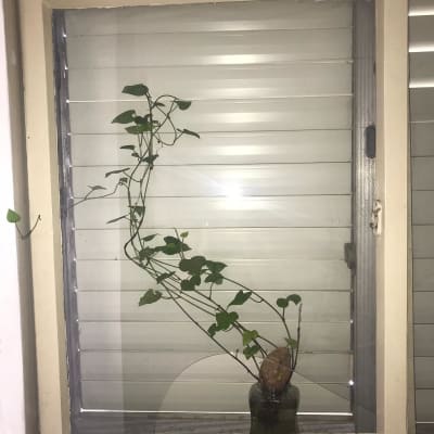 חלון זכוכית עם צמח מטפס בתוך אגרטל