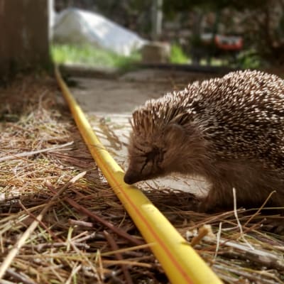 קיפוד ליד צינור גינה צהוב על אדמה
