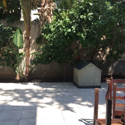 עצים ושיחים בגינה עם אדמה חשופה