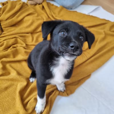 גור כלבים שחור על שמיכה צהובה עם צעצוע חבל