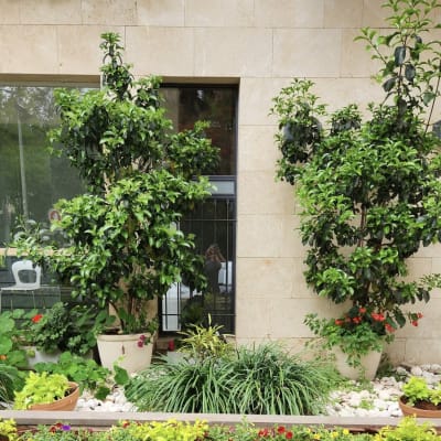 עציצים עם צמחים ירוקים ופרחים צבעוניים בגינה