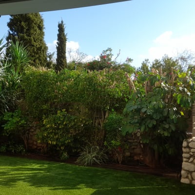 עצים ושיחים גזומים בגינה פרטית