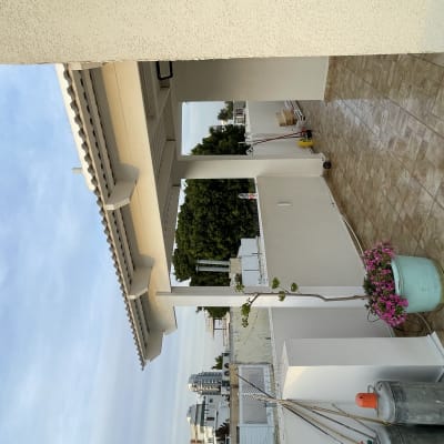 עציץ עם פרחים ורודים על מרפסת מרוצפת