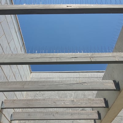 קורות עץ עם דוקרנים למניעת יונים