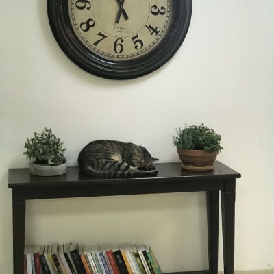 חתול ישן על שולחן עם עציצים וספרים