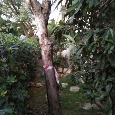 עץ גזום עם סרט סימון אדום לבן