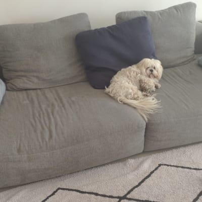 כלב קטן על ספה עם כריות מרופדות