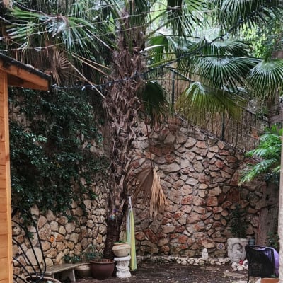 עציצים ופסלים בגינה עם דקלים וקיר אבן