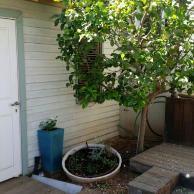 עץ לימון, עציץ עגול, צינור השקיה ירוק