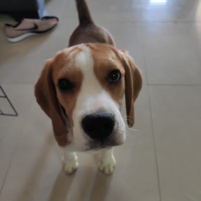 כלב עומד על רצפה בבית, מביט למצלמה.