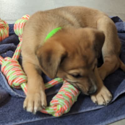 גור כלבים עם צעצוע חבל צבעוני על מגבת