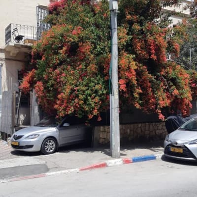 עץ גדול עם ענפים צפופים ליד עמוד חשמל