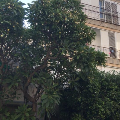 A large tree with dense foliage and some flowers, suitable for pruning.