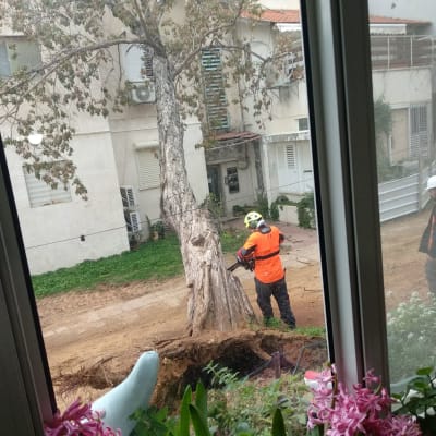 עובד עם מסור חשמלי גוזם עץ בחצר