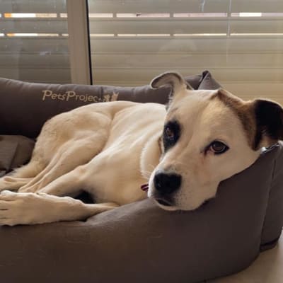 כלב שוכב במיטה חומה ליד חלון