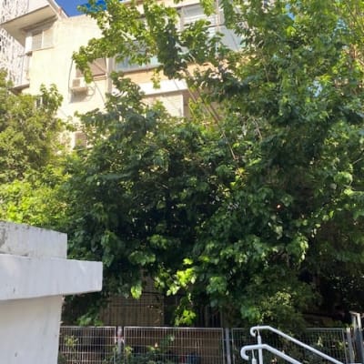 העץ החולה לפני כריתה