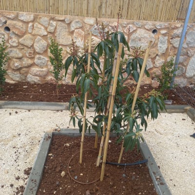 עץ צעיר נתמך במקלות במצע אדמה מוגבה