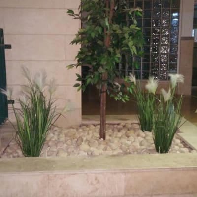 עץ קטן מוקף באבנים וצמחים ירוקים