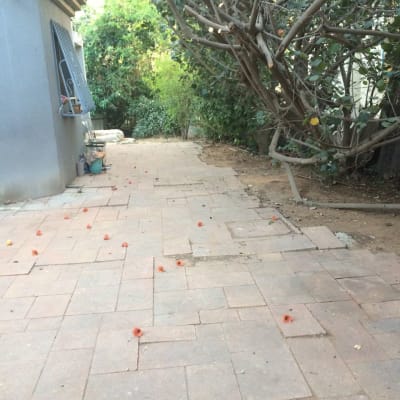 שביל מרוצף עם עלים וענפים גזומים