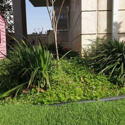 צמחים ירוקים ופרחים קטנים בגינה