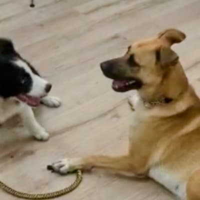 שני כלבים מתאמנים עם רצועה על רצפה