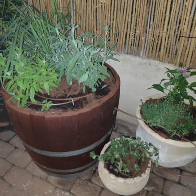 עציצים עם צמחי תבלין על רצפת אבן