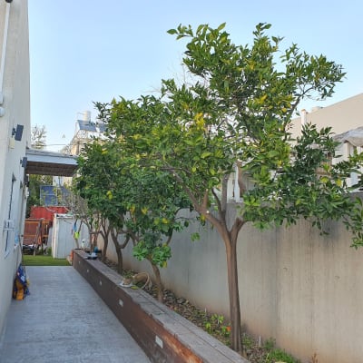 עצים עם עלים ירוקים לאורך שביל בטון