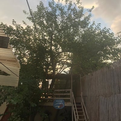 עץ גדול עם ענפים צפופים בחצר