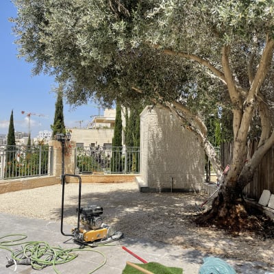 עץ גדול, צינור מים וכלי עבודה בגינה