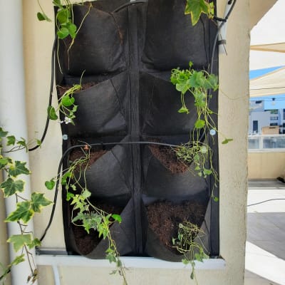 קיר עם עציצים תלויים וצמחים מטפסים