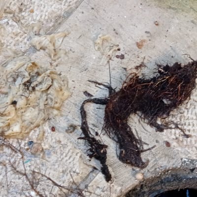 שורשים ופסולת סתימה בצינור ביוב