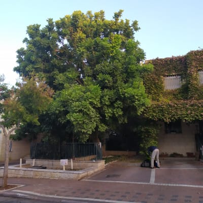 אדם גוזם עץ עם כלי גינון בחצר