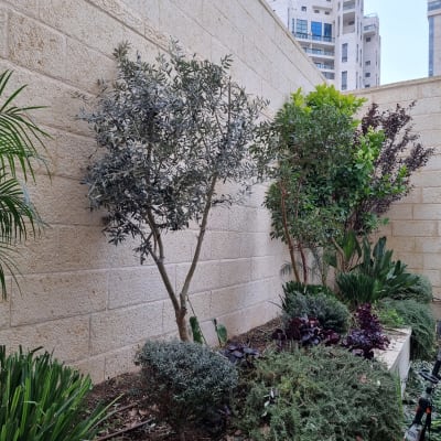 עצים ושיחים בגינה קטנה ליד קיר אבן