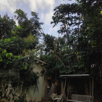 עצים גבוהים עם ענפים גזומים בשטח חצר