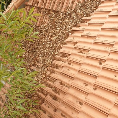 גג רעפים עם עלים יבשים וענפים