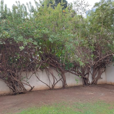 עצים גזומים עם ענפים חתוכים ליד קיר