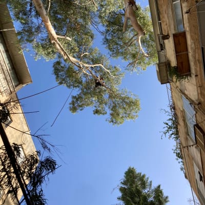 אדם גוזם ענפים גבוהים בעזרת חבלים