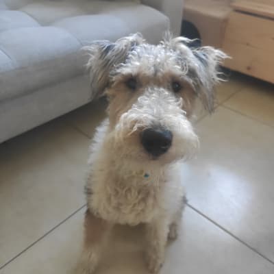 כלב יושב על רצפה, מביט למצלמה