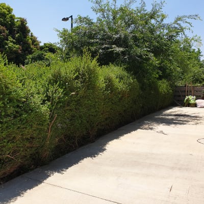 שקי אדמה וכלי גינון ליד שיחים ירוקים