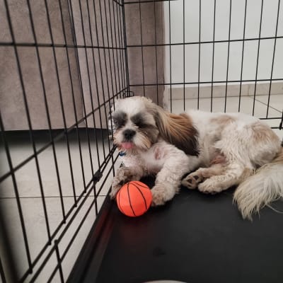 כלב בכלוב עם כדור כתום וקערת מים