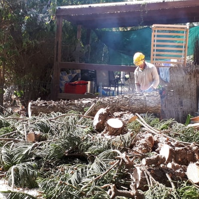 אדם עם קסדה חותך גזע עץ במסור חשמלי