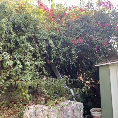 שיחים ירוקים ופרחים אדומים ליד מחסן בגינה