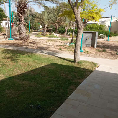 עצים ודשא בגינה עם שביל מרוצף