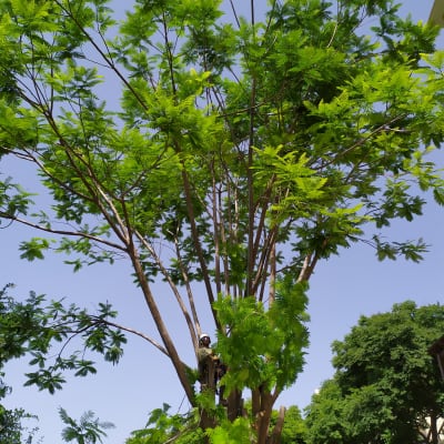 אדם עם קסדה גוזם עץ גבוה עם עלים ירוקים