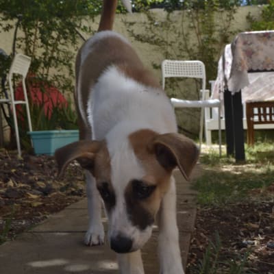 כלב מתאמן על שביל בגינה