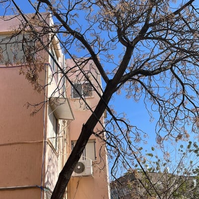 עץ גבוה עם ענפים דקים ליד בניין