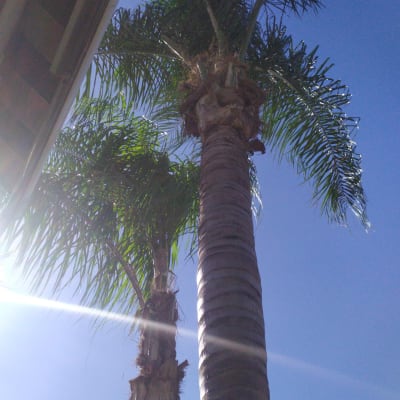 גזע דקל גזום עם עלים ירוקים