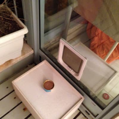 מחכה לחתול...:)