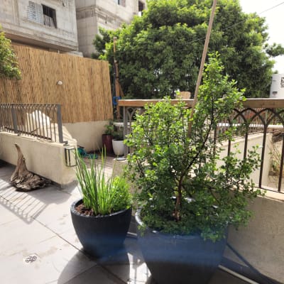 שני עציצים עם צמחים ירוקים במרפסת